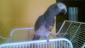 Meet your Posher, Elisa